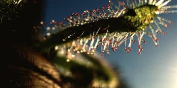 Biotechnology Innovations: Transforming Healthcare and Agriculture in the US - Cover Image