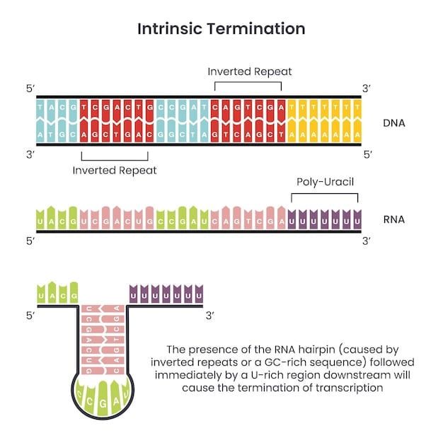 A visual representation of the CRISPR-Cas9 system targeting a specific gene sequence. The image shows the guide RNA directing the Cas9 enzyme to cut the DNA at the precise location of the mutation.