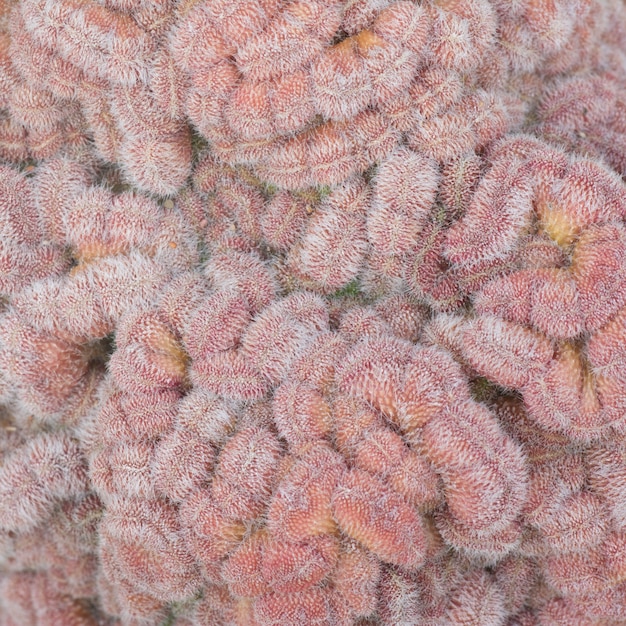 A close-up microscopic image of damaged lung tissue due to air pollution exposure.
