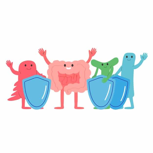 An illustration showing the interaction between gut bacteria and immune cells in the intestinal lining, depicting the regulation of immune responses.
